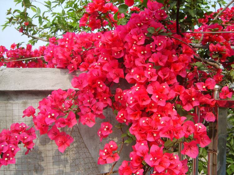 4种爬墙花值得养,家里养的爬墙花哪种最好养