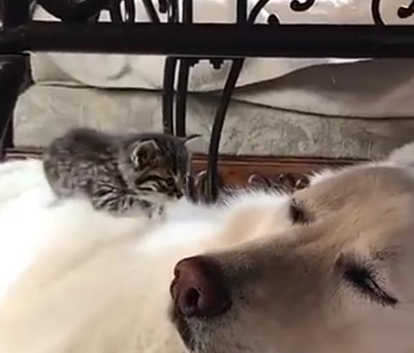 过度兴奋的狗子,狗狗兴奋的表现和症状