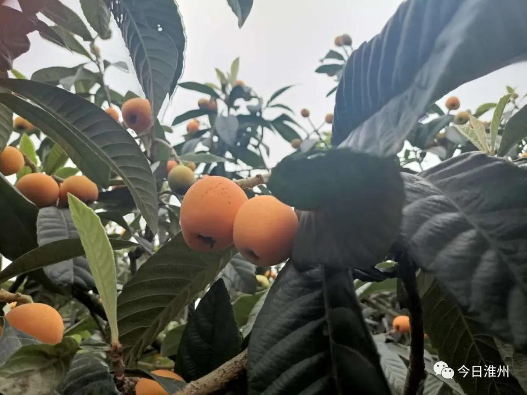 淮口好玩,金堂淮口枇杷