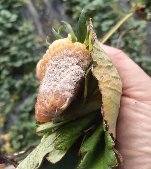 灰霉病的可怕之处——爆发迅速!对付灰霉病有没有好办法