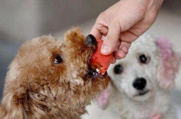 泰迪犬偏不睡狗窝,非要和主人挤一块,第3个原因让人心疼