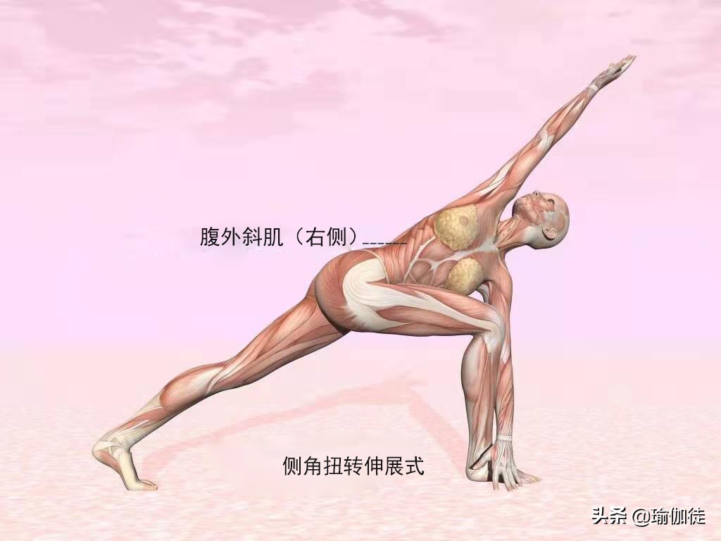 瑜伽斜方肌的锻炼方法,瑜伽腹斜肌