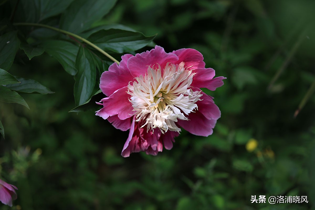 大院绿化的回忆——顺便看看院里的芍药定个究竟有多少种？