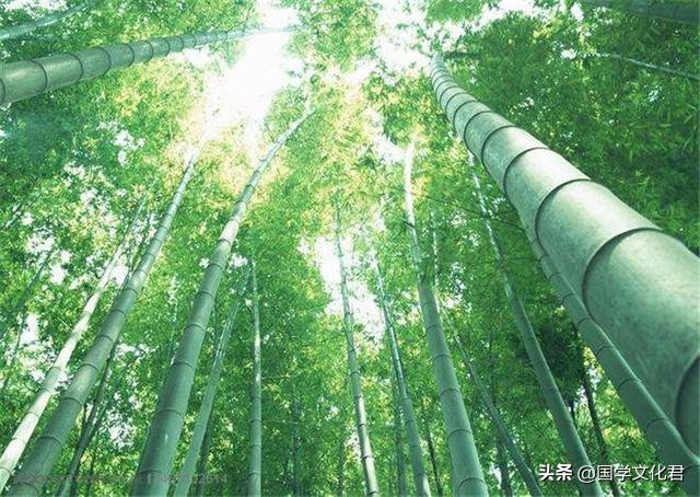 竹子定律的理解和感悟,竹子定律有哪些