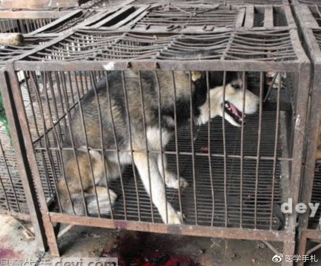 辟谣食物安全,辟谣吃人参可以挽救生命吗