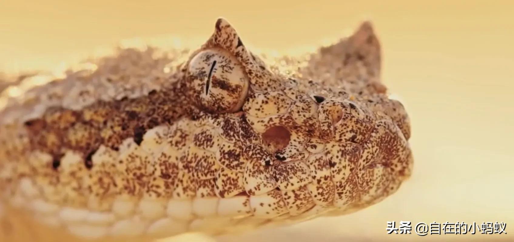 一生不喝水，却活成沙漠里的魔鬼蛇，爬行方式太优美毒蛇响尾蛇