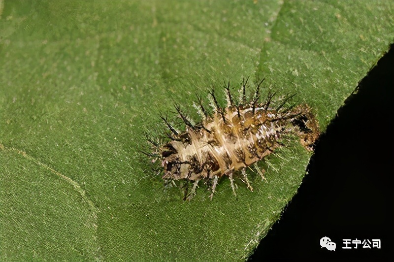 玉米上的虫害打什么药,玉米虫害防治口诀谚语