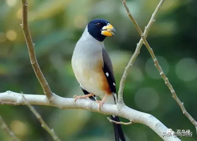 蜡嘴鸟训练技术视频大全,蜡嘴鸟多大开始训