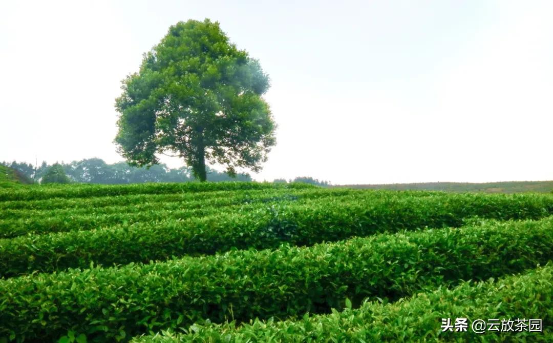 云放茶园深度解析,云放茶园最新视频