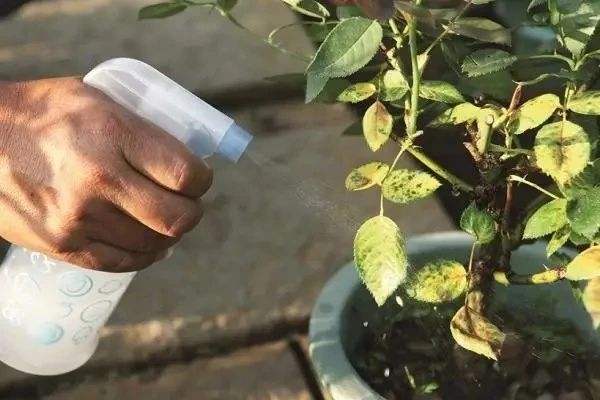 月季花黄叶怎么办？“3招”让它绿油油，变茂盛，花儿越开越多