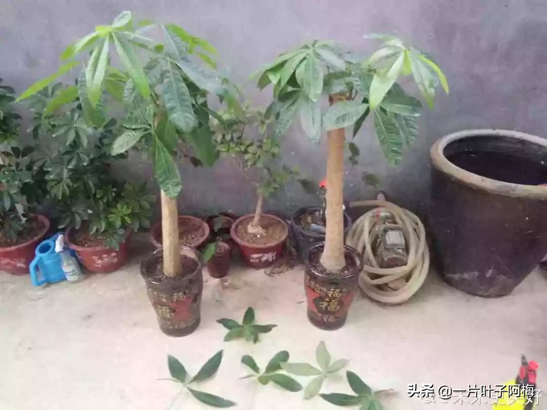 5个植物最招财,能开花又好养的植物又有寓意