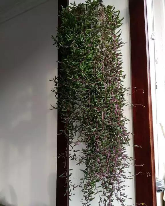 吊兰多肉养护技巧和方法,吊兰多肉的养殖方法和注意事项