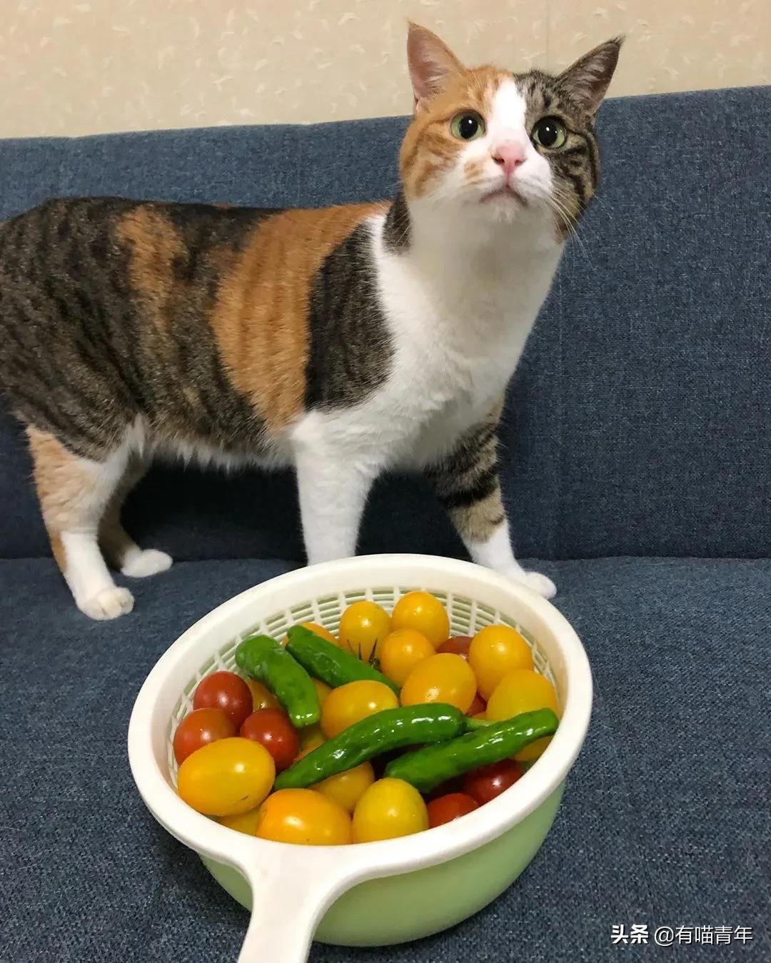 漂亮的三花猫欣赏,最迷人的三花猫