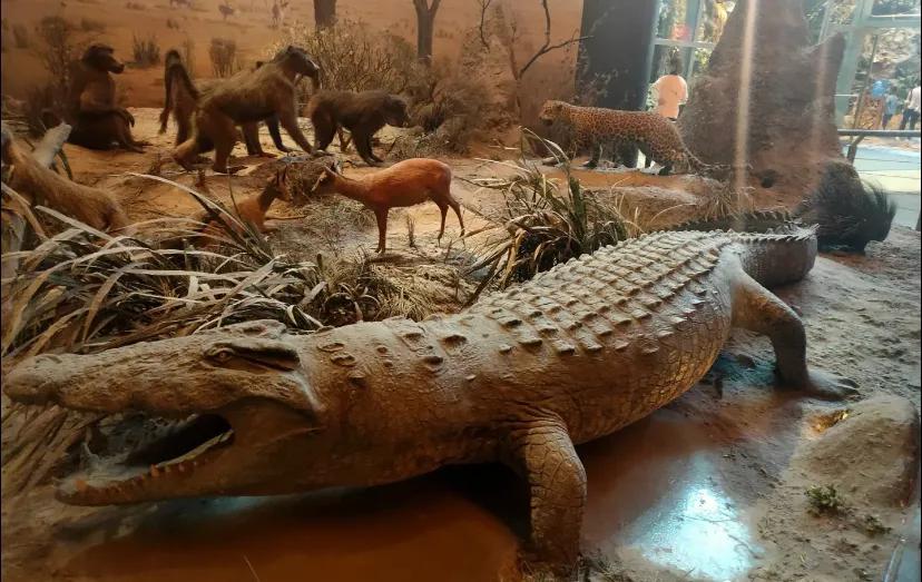 上海科技馆官网,上海科技馆球幕影院