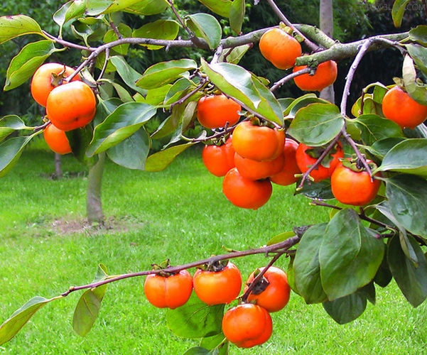 吃什么食物可以快速消除痔疮,痔疮清热解毒的药有哪些