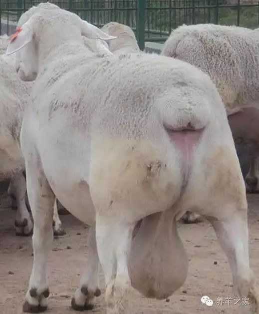 母羊的分娩及接产技术,怎样提高母羊产羔率