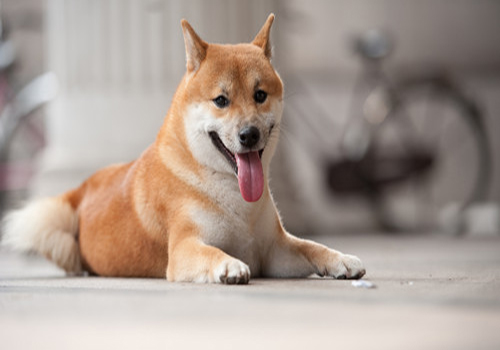 狗狗呕吐怎么办别慌教你轻松解决,狗狗频繁呕吐是什么原因怎么治疗