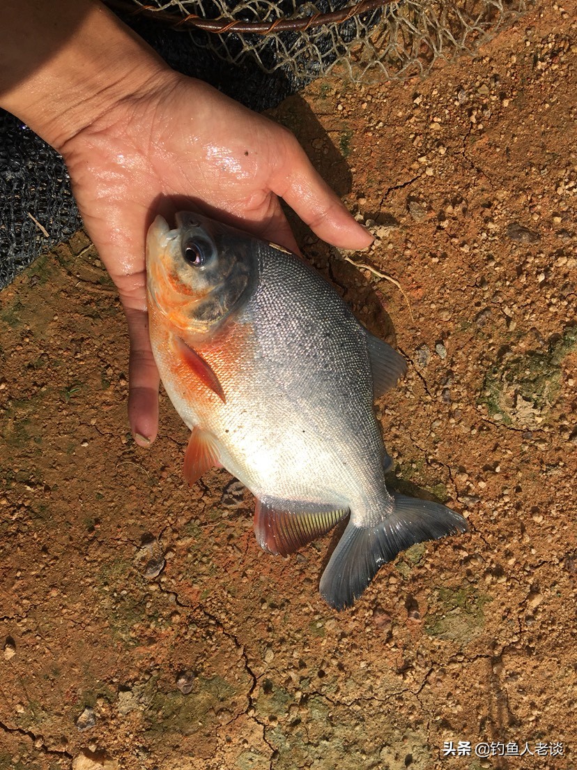 食人白鲳观赏鱼,食人鱼淡水白鲳