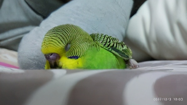 虎皮鹦鹉肝腹水,虎皮鹦鹉得肝病的症状