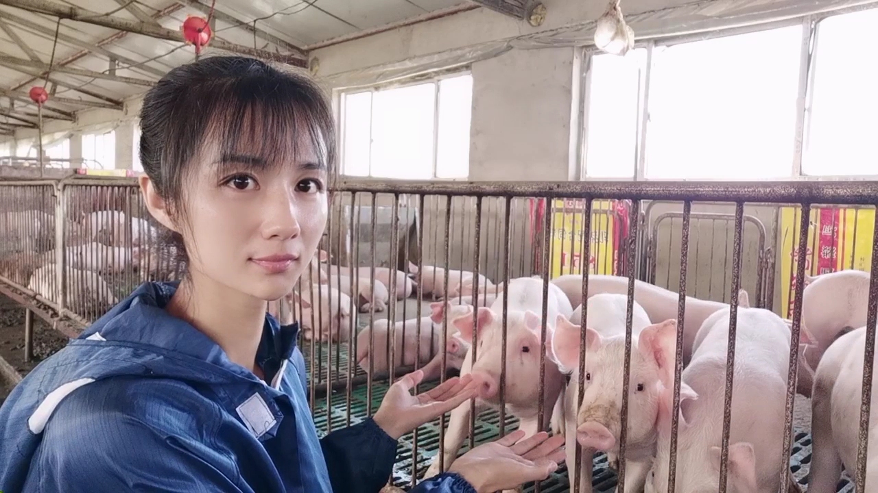 猪场管理实用技巧如何预防猪病,养猪疾病预防书籍