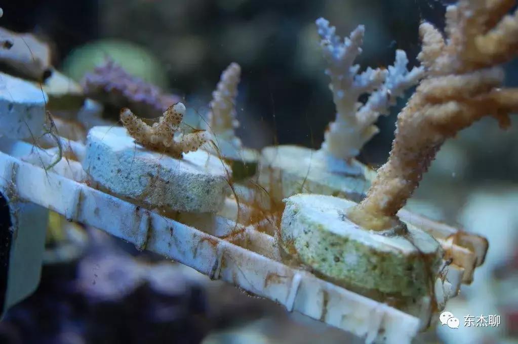 海水鱼缸藻类爆发怎么治,海水鱼缸的菌怎么处理