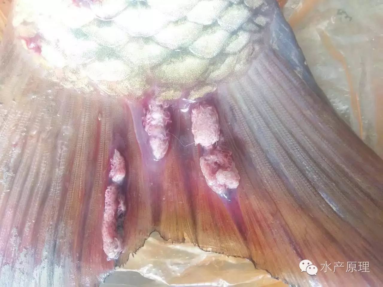 鱼尾巴的红线虫怎么去掉,红线虫保存最简单的方法