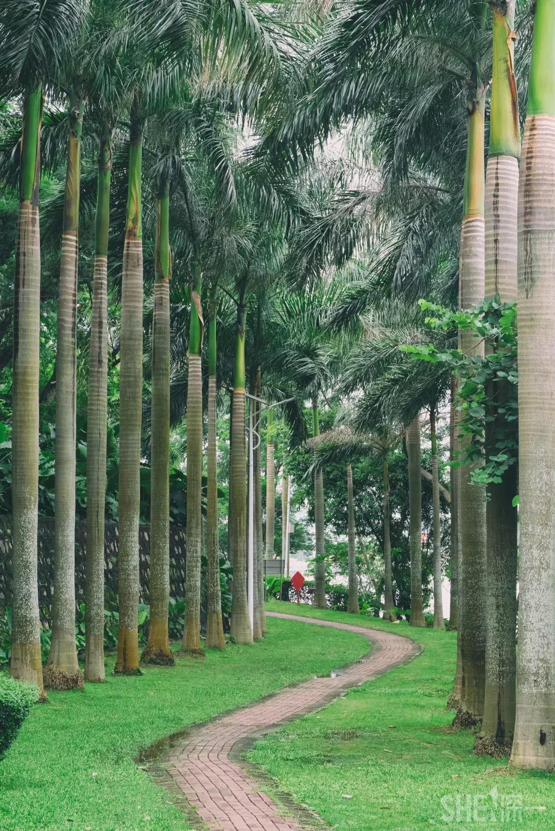 深圳市美美美,深圳最美免费水库