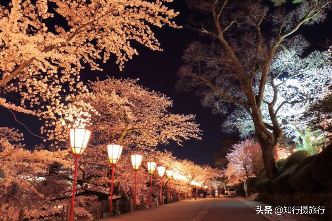 日本樱花季是八月几号,2020年日本樱花花期表