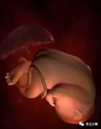 孕期胎儿成长图鉴,孕期胚胎成长图片