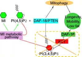 粪便移植治疗抑郁,脑科学日报关于记忆