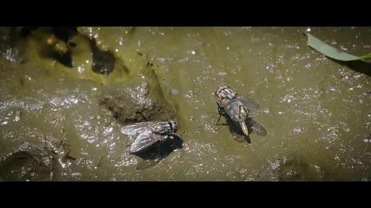 不用农药,让超1000种动植物生态平衡,这次美国人真的做到了