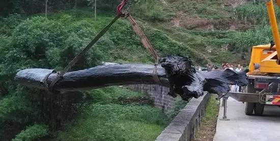 芦山挖出金丝楠乌木,成都挖出的乌木