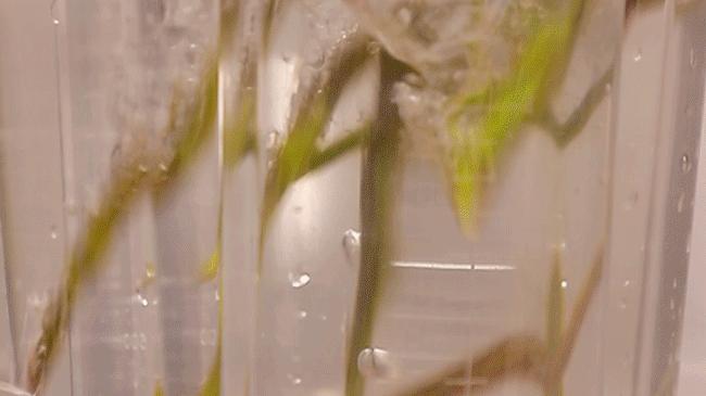 地胆带路!新潮茶冻,陈皮柠檬茶...桂城有间人气超旺的饮品店