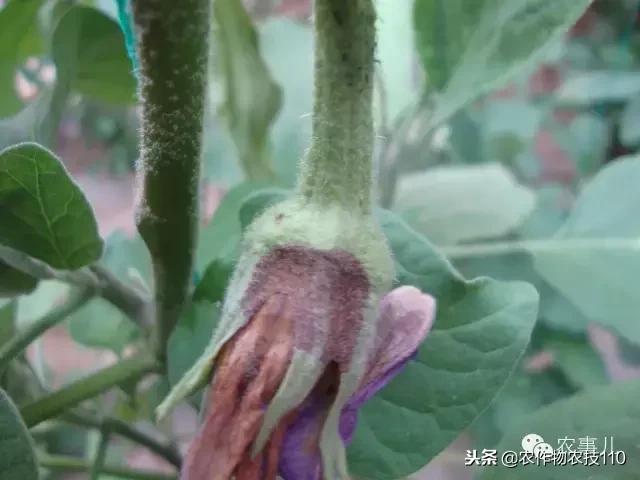 种茄子的六个步骤简短文字,种茄子的基本知识