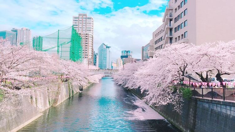 日本东京目黑川樱花,日本目黑川樱花美景