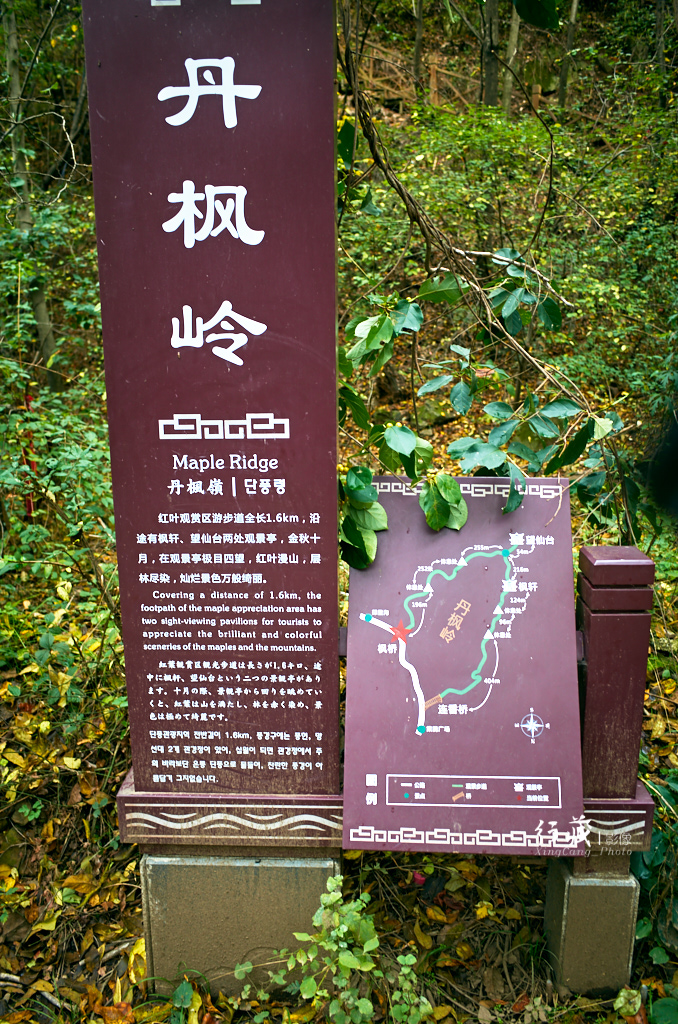 红了红了！在甘山的片片红叶中首波感受绚烂的秋天