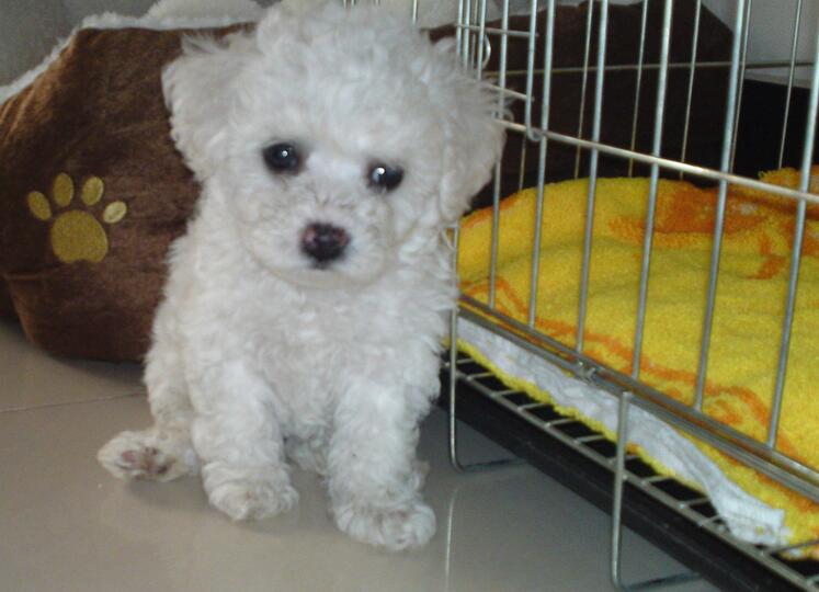 挑选比熊的品相,挑选比熊看牙齿