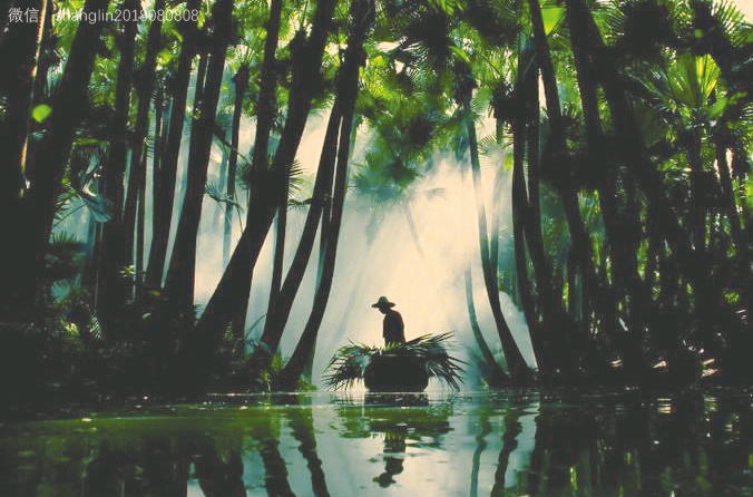 新会陈皮果农直播,广西陈皮和新会陈皮的区别