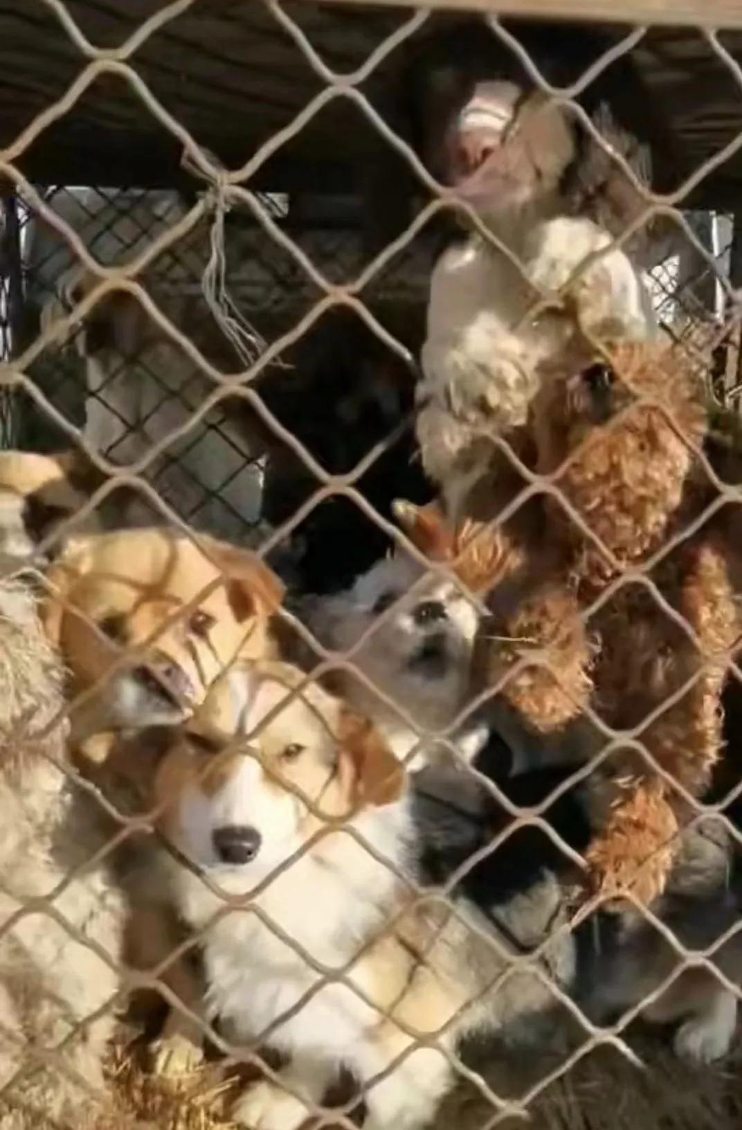 急需救助流浪狗,大量可怜的流浪狗