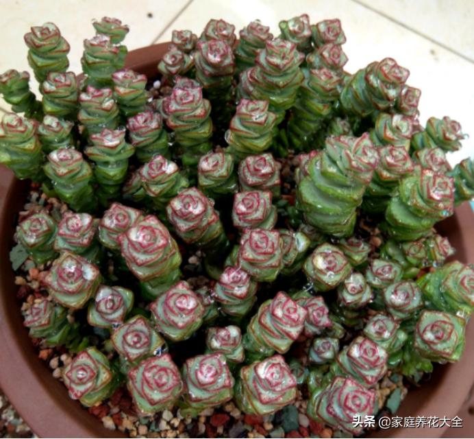 刚生根的钱串怎么养,养钱串子的正确方法