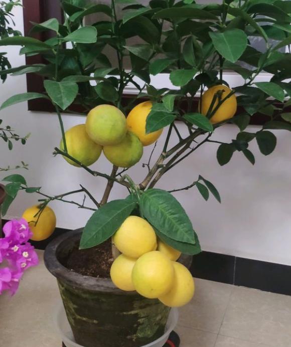 柠檬盆栽结果后怎么养护,柠檬盆栽结果了怎么养护呢