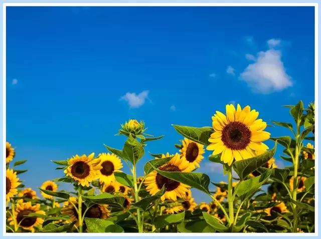 魔都赏花旅游攻略,魔都春季赏花好地方