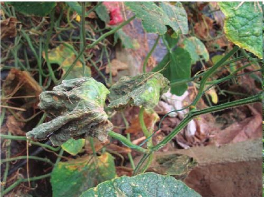 南瓜预防病毒病最有效的方法,南瓜疫病的症状