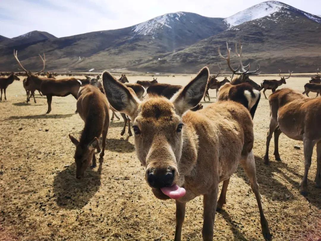 楂樺師涓婄殑椹箍,闈掕棌楂樺師涓婄殑椹箍