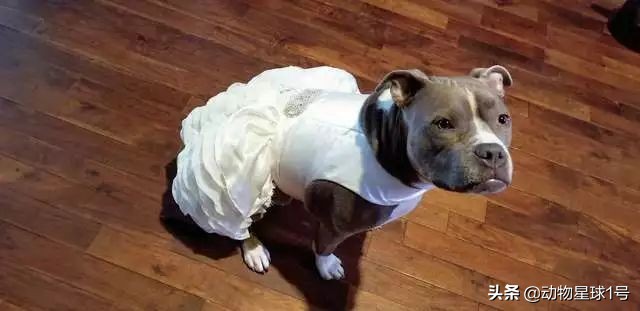 小奶狗要结婚了咋办,要结婚了养的狗怎么办