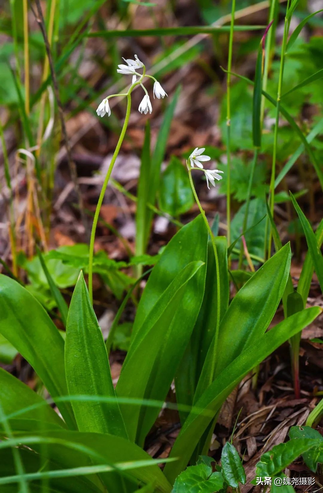 各个季节的野生兰花,北京百花山野生兰花图片