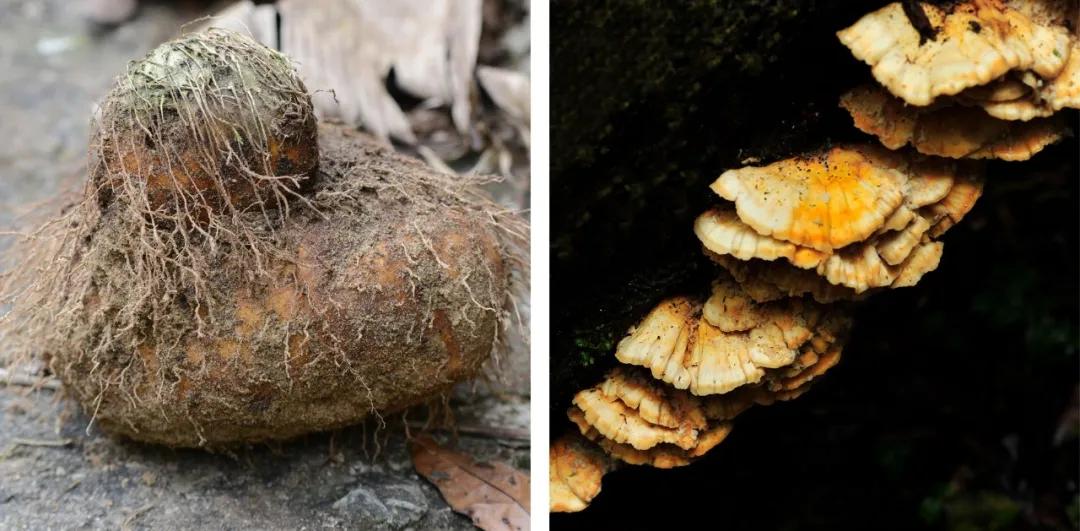 吃毒菇、睡蛇窝,只为挖一堆草,这个重庆博士要做当代神农