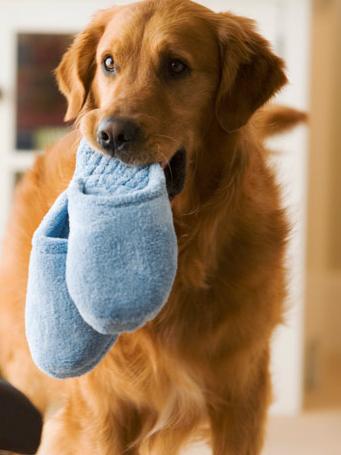 一只金毛犬到底有多治愈,金毛犬性格好但没有勇气再养一只