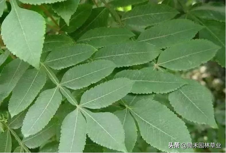 适合盐碱地的植物有哪些,绿化草耐旱品种