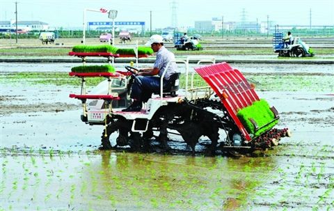 为什么减产,谷瘟病导致谷子大面积绝收怎么办